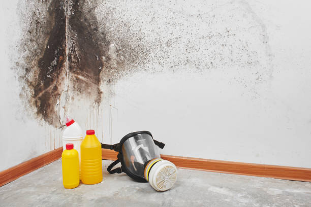 Mold Testing and Removal in Jerome, IL
