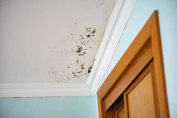 Best Local Mold Removal Service  in Jerome, IL