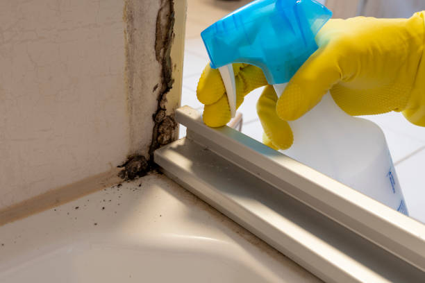 Reliable Jerome, IL Mold Removal Solutions