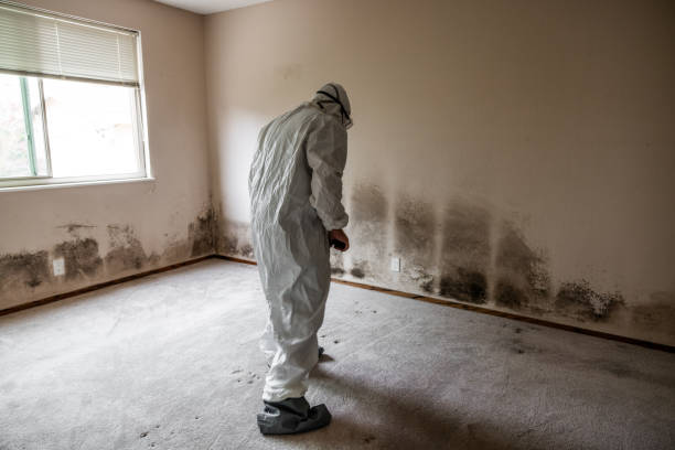 Best Professional Mold Removal  in Jerome, IL