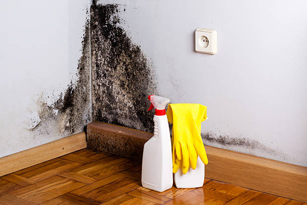 Best Certified Mold Removal  in Jerome, IL
