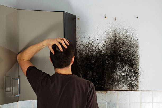 Best Residential Mold Removal  in Jerome, IL