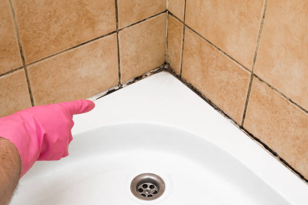 Best Mold Remediation  in Jerome, IL